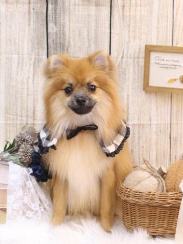 20241008ロコくん